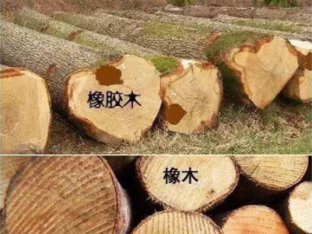 橡膠木和橡木的區(qū)別：橡木和橡膠木是一樣的嗎？如何鑒別它們呢？